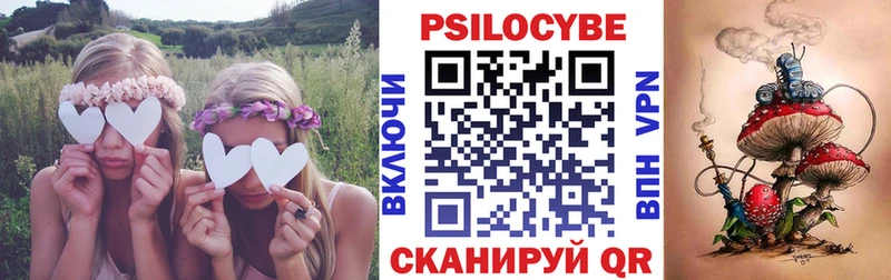 площадка какой сайт  Пошехонье  Псилоцибиновые грибы Cubensis 